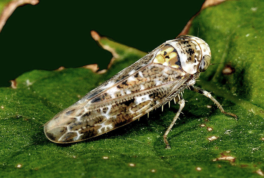 Cicadellidae da conf./det.